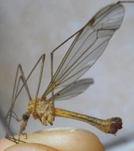 Réf. 184 365 : Tipula lunata